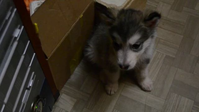 лапочка маламутик смотреть онлайн