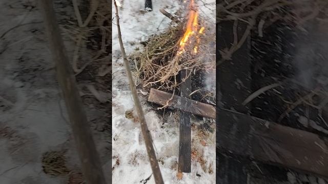 Маслиница