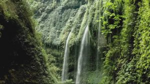 ДИКАЯ ПРИРОДА В 4К.  ПЕНИЕ ПТИЦ В 4К