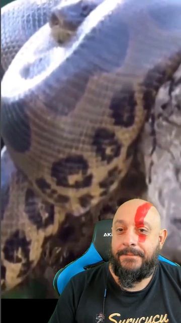 Sucuri no galho #biólogohenrique #serpentes #biologia #kingcobra смотреть онлайн