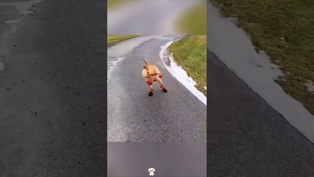 Новые ботинки