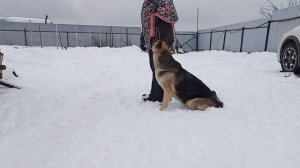 второй этап комплекса " Сидеть, Лежать, Стоять"
