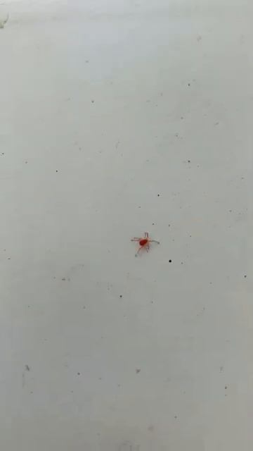 красные жучки #shorts смотреть онлайн