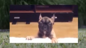 Собака съела ребенка