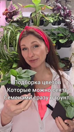 Цветы, которые можно сеять семенами сразу в грунт