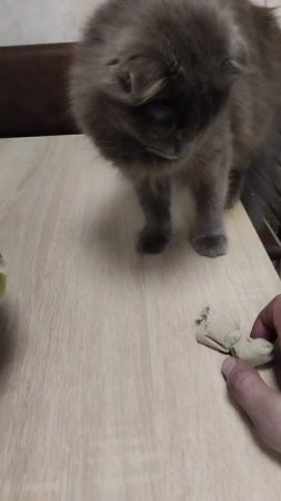 Готовим к проращиванию семена томатов 🌱🌱🌱