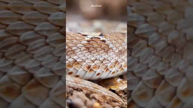 Indian Saw Scaled Viper (Echis carinatus) смотреть онлайн
