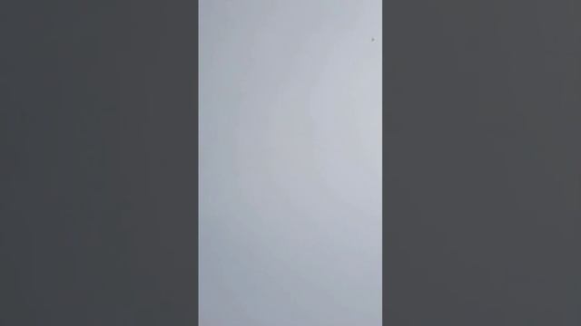 Бойные голуби