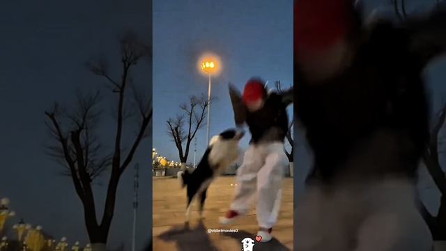 Смешные домашние животные.