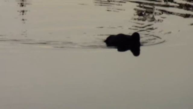 Утки на карьере смотреть онлайн