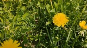 Одуванчики,одуванчики,любят девочки,любят мальчики!