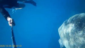 Турция, Алания. Фотоохота на огромную черепаху, селфи получилось.