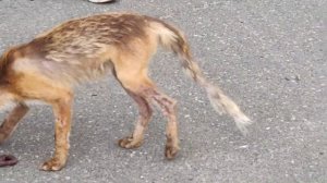 Лис в Чернобыле как ручной, или не совсем...