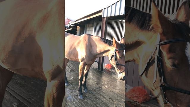 Horse 3D Scanning смотреть онлайн