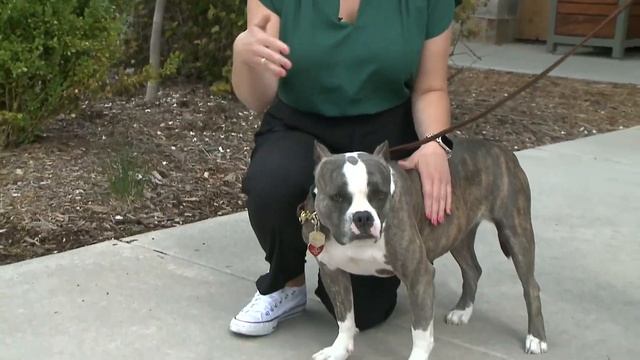 Wisconsin rescue dog finds new purpose through therapy work смотреть онлайн