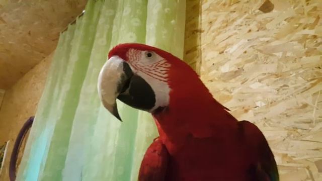 Попугай Ара Зеленокрыл Моня летает по команде на руку