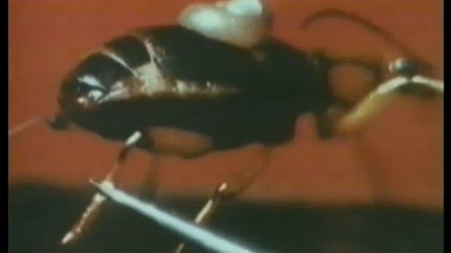 The bombardier beetle смотреть онлайн