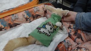 Тайская кошка Паола знакомится с лошадью на выставке Зоофест