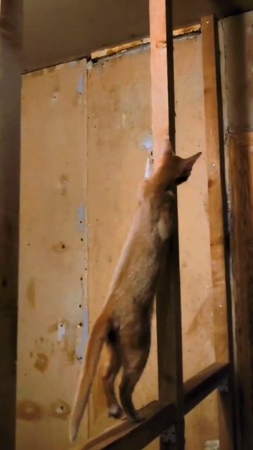 АБИзянки одобряют каркас санузла в дачном доме