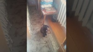 На сколько можно оставить кота одного дома.....🐈
