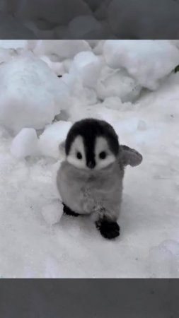 Милый маленький пингвин 💗