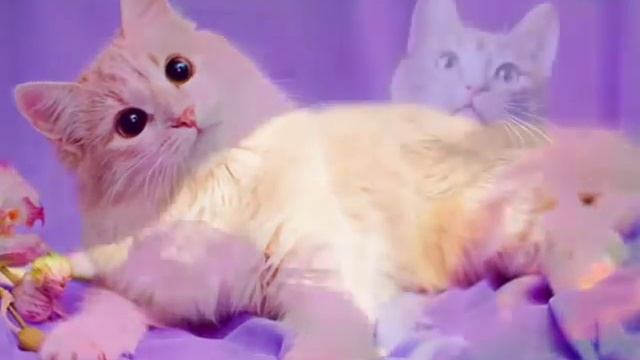 Выкса. Кошки смотреть онлайн