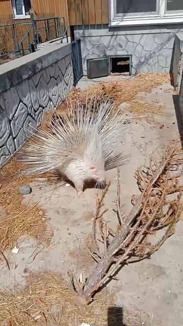 Не такая, как все 🤪 #альбинос #дикобраз #фауна #зоопарк смотреть онлайн