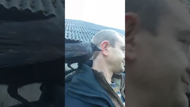 Ручная галка смотреть онлайн