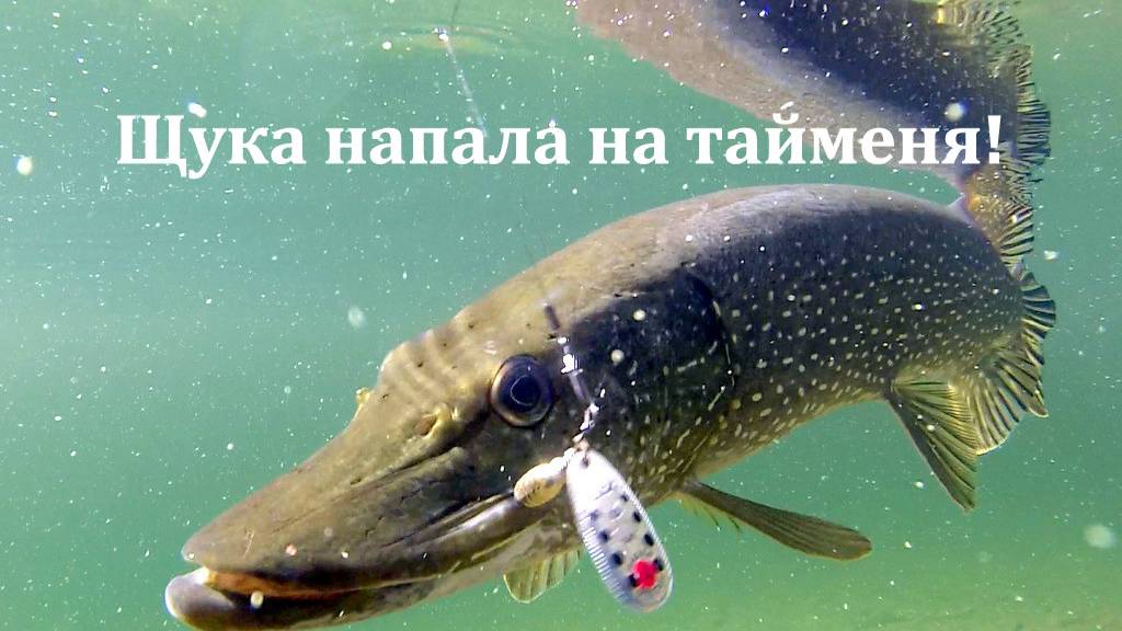 Щука нападает на тайменя смотреть онлайн