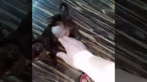VID-20250302-WA0005.mp4