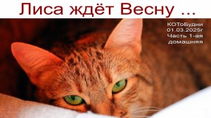 КОТоБудни в первый весенний день 2025г., часть 1-ая - домашняя