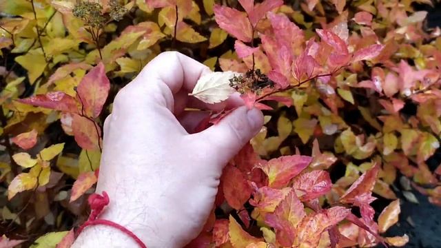 Спирея японская у меня во дворе. Київщина. Хата в селі