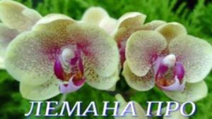 №1038/ СВЕЖАЯ поставка ОРХИДЕЙ в ЛЕМАНО ПРО на Новой Адыгее