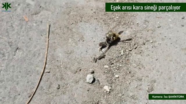Eşek arısı kara sineği parçalıyor..🐝 смотреть онлайн