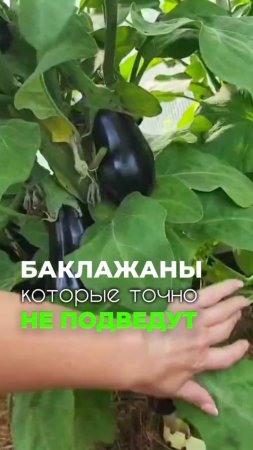 🌱 Баклажаны, которые удивят вас шикарным урожаем! 🍆