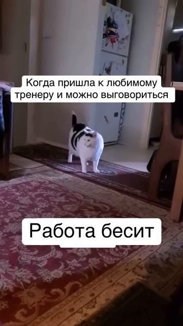 Тренер и выслушает и поддержит и потренирует#shots #прикол #юмор #мем #спорт #sports #кот #cat