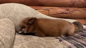 Лиса-Алиса. Лиса остается жить на диване.