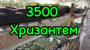 🪴Зимний череночник забит на 90% помещения 3*3,5 м поместилась 3500 хризантем 🪴