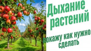 Дыхание растений.