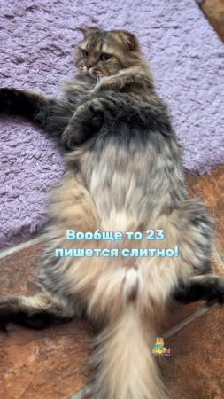 Совет диетологов!🥞😸 #котики #юмор #животные