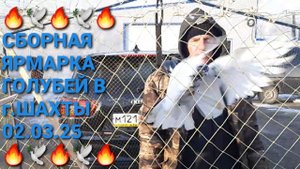 🔥🕊🔥 Сборная ярмарка голубей в г.Шахты. Птичий рынок 02.03.25. Pigeons Fair. Bird Market.