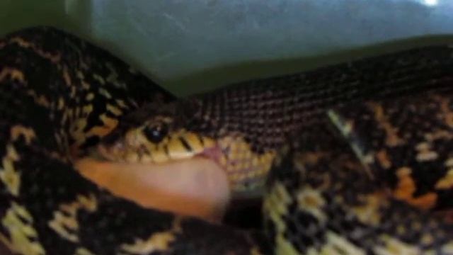 petunia eats1.MOV смотреть онлайн