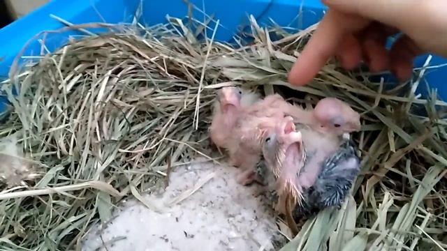 Рома и Римма - родители смотреть онлайн