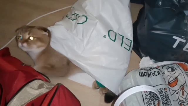 Кошка Мия смотреть онлайн