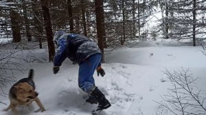 рыжий пёс, прогулка с собакой в сказочном зимнем лесу. игра с Малышом. еловый лес. удивительная зима