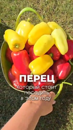 Самые лучшие перчики 🌶 😍