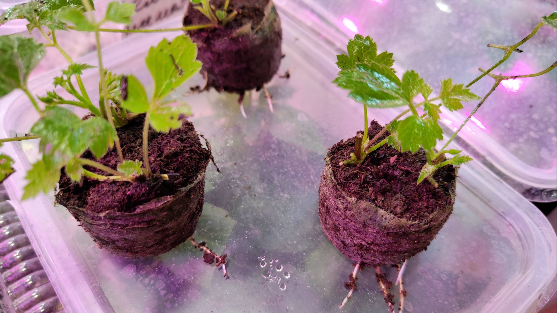 Начинаем новый садовый сезон! Масляница. 2 марта! смотреть онлайн