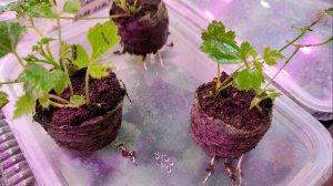 Начинаем новый садовый сезон! Масляница. 2 марта!