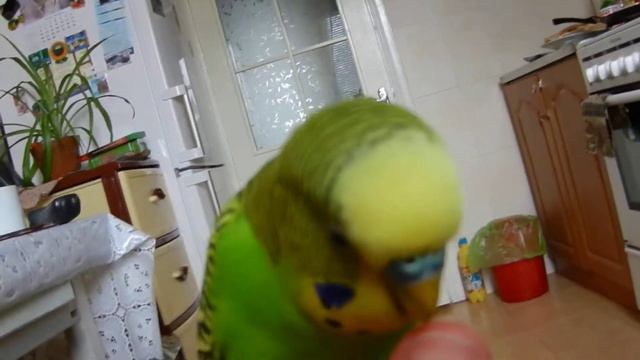 Говорящий попугай Тиша смотреть онлайн