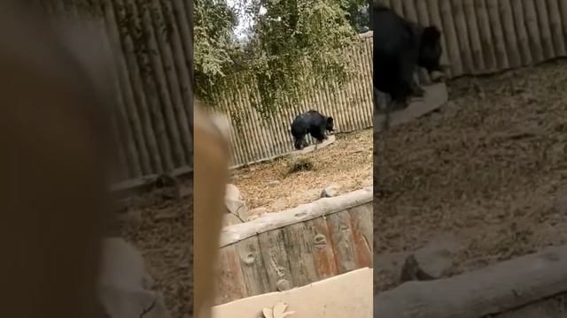 bear...... смотреть онлайн